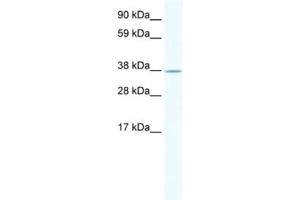 Western Blotting (WB) image for anti-NK2 Homeobox 3 (NKX2-3) antibody (ABIN2461447) (NK2 Homeobox 3 抗体)