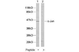 Image no. 2 for anti-Jun Proto-Oncogene (JUN) (Tyr170) antibody (ABIN197133) (C-JUN 抗体  (Tyr170))