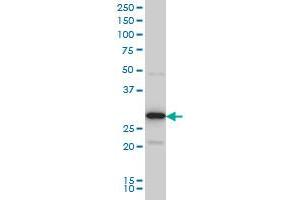 EXOSC3 monoclonal antibody (M03), clone 5C3 Western Blot analysis of EXOSC3 expression in Hela S3 NE . (EXOSC3 抗体  (AA 1-275))