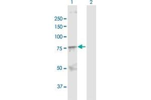 Western Blot analysis of SOX9 expression in transfected 293T cell line by SOX9 MaxPab polyclonal antibody. (SOX9 抗体  (AA 1-509))