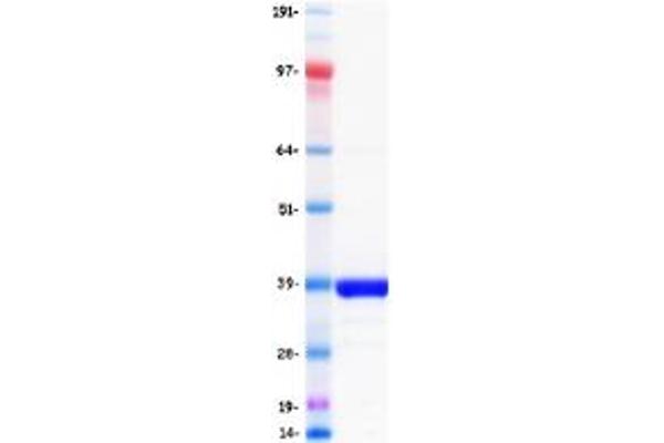 Neurogenin 1 Protein (NEUROG1) (Myc-DYKDDDDK Tag)