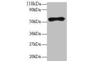 Western blot All lanes: Goat IgG heavy chain antibody at 2 μg/mL + Goat serum at 1: 100 Secondary Rabbit polyclonal to Guinea pig IgG at 1/15000 dilution Predicted band size: 55 kDa Observed band size: 55 kDa (豚鼠 anti-山羊 IgG Antibody)