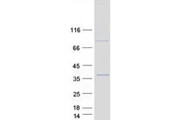 MARCH8 Protein (Transcript Variant 8) (Myc-DYKDDDDK Tag)