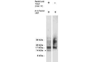 Western blot of endogenous Trag3 present in Jurkat cell lysate (10 ug/lane) using X1872P (0. (CSAG2 抗体)