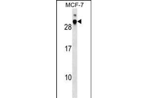 DNAJB9 Antibody (N-term) (ABIN1539349 and ABIN2849425) western blot analysis in MCF-7 cell line lysates (35 μg/lane). (DNAJB9 抗体  (N-Term))