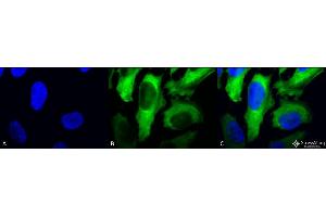 Immunocytochemistry/Immunofluorescence analysis using Mouse Anti-Hsp27 Monoclonal Antibody, Clone 5D12-A3 . (HSP27 抗体  (APC))