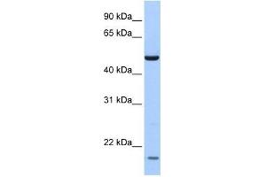 ZNF764 antibody used at 0. (ZNF764 抗体  (N-Term))