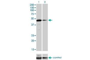 Western Blotting (WB) image for anti-TAF7 RNA Polymerase II, TATA Box Binding Protein (TBP)-Associated Factor, 55kDa (TAF7) (AA 130-224) antibody (ABIN563086)