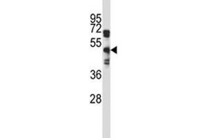 EDG8 antibody western blot analysis in A549 lysate. (S1PR5 抗体  (AA 219-247))