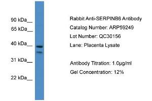 WB Suggested Anti-SERPINB6  Antibody Titration: 0. (SERPINB6 抗体  (Middle Region))