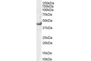 Western Blotting (WB) image for anti-Mitogen-Activated Protein Kinase 3 (MAPK3) (AA 11-22) antibody (ABIN290536) (ERK1 抗体  (AA 11-22))