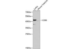 Western blot analysis of extracts of various cell lines, using CD83 antibody (ABIN3022765, ABIN3022766, ABIN3022767 and ABIN6219216) at 1:1000 dilution. (CD83 抗体  (AA 20-144))