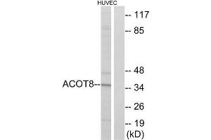 Western Blotting (WB) image for anti-Acyl-CoA Thioesterase 8 (ACOT8) (Internal Region) antibody (ABIN1850687) (ACOT8 抗体  (Internal Region))