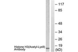 Western Blotting (WB) image for anti-Histone 3 (H3) (H3K9ac) antibody (ABIN2890729) (Histone 3 抗体  (H3K9ac))