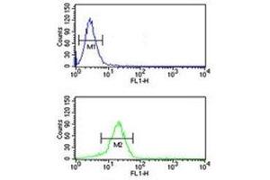 YAP antibody flow cytometric analysis of NCI-H460 cells (bottom histogram) compared to a negative control (top histogram). (YAP1 抗体  (AA 420-446))