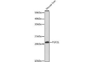Western blot analysis of extracts of Mouse liver, using FGF21 Rabbit mAb (ABIN1680154, ABIN3018263, ABIN3018264 and ABIN7101589) at 1:1000 dilution. (FGF21 抗体)
