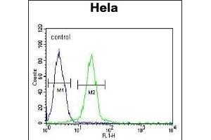 EWSR1 Antibody (C-term) (ABIN652770 and ABIN2842507) flow cytometric analysis of Hela cells (right histogram) compared to a negative control cell (left histogram). (EWSR1 抗体  (C-Term))