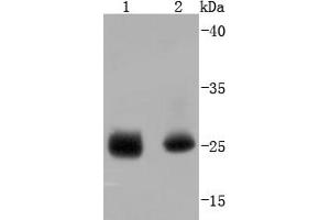 Lane 1: Human heart, Lane 2: Human skeletal muscle lysate probed with PI 3 Kinase p85 alpha (2G4) Monoclonal Antibody  at 1:1000 overnight at 4˚C. (HSP27 抗体  (pSer78))