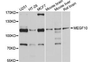 Western blot analysis of extracts of various cell lines, using MEGF10 antibody (ABIN4904341) at 1:1000 dilution. (MEGF10 抗体)