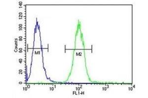 Annexin A1 antibody flow cytometric analysis of A2058 cells (green) compared to a negative control (blue). (Annexin a1 抗体  (AA 129-158))