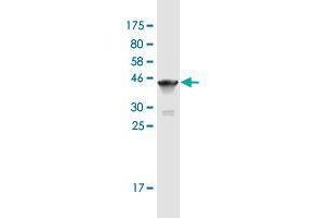 Western Blot detection against Immunogen (37. (Titin 抗体  (AA 1-110))