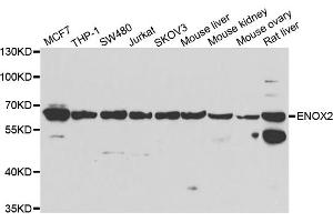 Western blot analysis of extracts of various cell lines, using ENOX2 antibody (ABIN5974249) at 1/1000 dilution. (ENOX2 抗体)