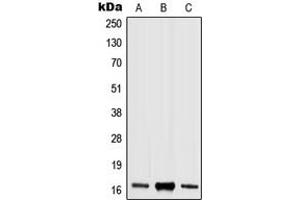 Western blot analysis of Histone H3 (pS10) expression in HEK293T LPS-treated (A), Raw264. (Histone 3 抗体  (pSer10))