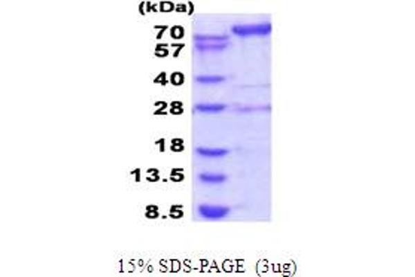 AMPD2 Protein (AA 236-879) (His tag)