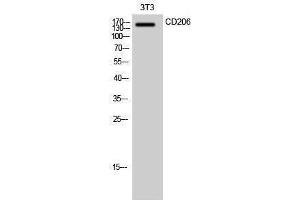 Western Blotting (WB) image for anti-Mannose Receptor, C Type 1 (MRC1) (Internal Region) antibody (ABIN3174248) (Macrophage Mannose Receptor 1 抗体  (Internal Region))