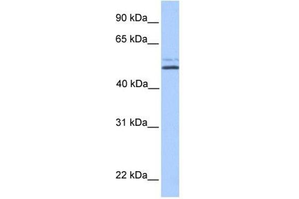 NHEDC2 抗体  (C-Term)