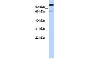 Western Blotting (WB) image for anti-Organic Anion Transporter LST-3b (LST-3TM12) antibody (ABIN2458865) (LST-3TM12 抗体)