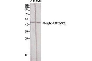 Western Blot (WB) analysis of specific cells using Phospho-ATF-2 (S62) Polyclonal Antibody. (ATF2 抗体  (pSer62))