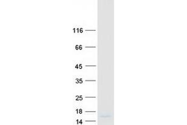 Apolipoprotein C-II Protein (APOC2) (Myc-DYKDDDDK Tag)