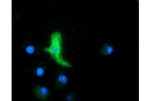 Anti-MAPK7 mouse monoclonal antibody (ABIN2454020) immunofluorescent staining of COS7 cells transiently transfected by pCMV6-ENTRY MAPK7 (RC203506). (MAPK7 抗体)