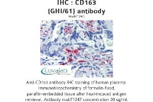 Image no. 2 for anti-CD163 (CD163) antibody (ABIN1721750) (CD163 抗体)