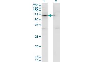 Western Blot analysis of CD44 expression in transfected 293T cell line by CD44 monoclonal antibody (M13), clone 4D2. (CD44 抗体  (AA 1-699))