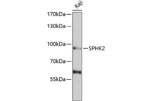 Western blot analysis of extracts of Raji cells, using SPHK2 antibody (ABIN6128746, ABIN6148347, ABIN6148348 and ABIN6222478) at 1:1000 dilution. (SPHK2 抗体  (AA 1-165))