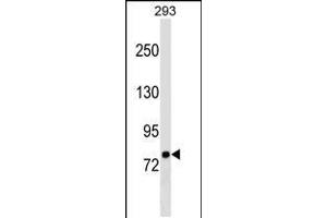 Western blot analysis in 293 cell line lysates (35ug/lane). (LETM1 抗体  (C-Term))