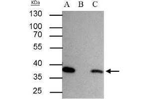 IP Image SEC13L1 antibody immunoprecipitates SEC13L1 protein in IP experiments. (SEC13 抗体  (Center))