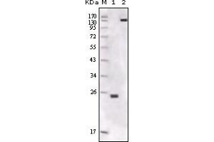Western Blotting (WB) image for anti-FER Tyrosine Kinase (FER) (truncated) antibody (ABIN2464050) (FER 抗体  (truncated))