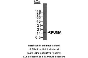 Image no. 1 for anti-BCL2 Binding Component 3 (BBC3) (C-Term) antibody (ABIN363484) (PUMA 抗体  (C-Term))