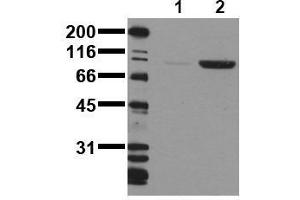 Western Blotting (WB) image for anti-CD22 Molecule (CD22) (pTyr1150), (pTyr1151) antibody (ABIN126818) (CD22 抗体  (pTyr1150, pTyr1151))