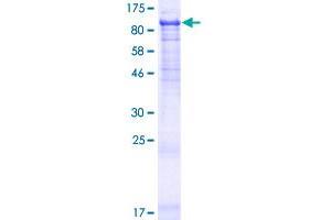 Image no. 1 for Peptidylprolyl Isomerase Domain and WD Repeat Containing 1 (PPWD1) (AA 1-646) protein (GST tag) (ABIN1316100) (PPWD1 Protein (AA 1-646) (GST tag))