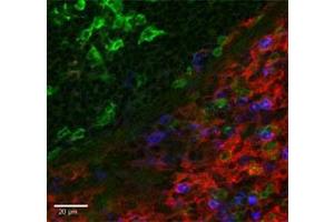 Immunofluorescence of anti-CD11b PE - 200-508-N79 Immunofluorescence Microscopy of Anti-CD11b Phycoerythrin Conjugated antibody. (CD11b 抗体  (PE))