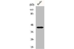 Western Blot analysis of HeLa cells using GALK1 Polyclonal Antibody (GALK1 抗体  (N-Term))
