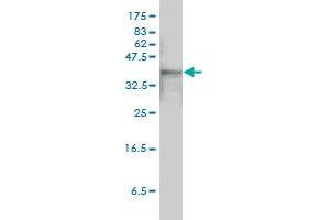 ACTB monoclonal antibody (M01A), clone 3G4-F9 Western Blot analysis of ACTB expression in HeLa . (beta Actin 抗体  (AA 1-375))