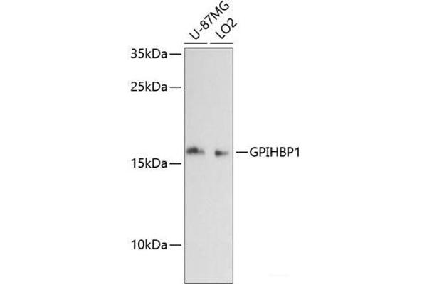 GPIHBP1 抗体