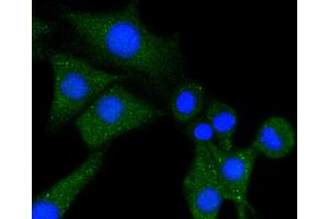 SHG-44 cells were stained with Phospholipase C gamma 1 (85F11) Monoclonal Antibody  at [1:200] incubated overnight at 4C, followed by secondary antibody incubation, DAPI staining of the nuclei and detection. (Phospholipase C gamma 1 抗体)