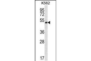Western blot analysis in K562 cell line lysates (35ug/lane). (MORN1 抗体  (N-Term))