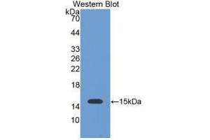 Detection of Recombinant GAL1, Bovine using Monoclonal Antibody to Galectin 1 (GAL1) (LGALS1/Galectin 1 抗体  (AA 1-135))